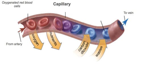 Capillary Capillary