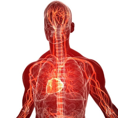 electricity-anatomy Electricity Anatomy